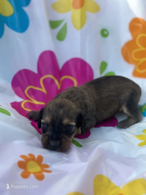 Willow  – Miniature Dachshund puppy for sale in Ava, MO