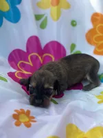 Willow , a female Miniature Dachshund for sale in Ava, MO – 1 of 4