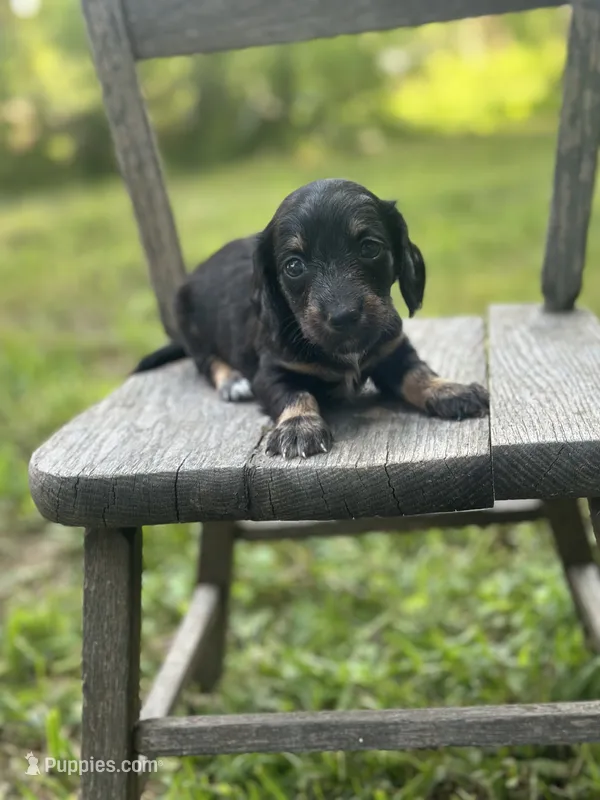 Magnolia  – Miniature Dachshund puppy for sale in Ava, MO