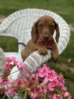 Mickie, a male Miniature Dachshund for sale in Ava, MO – 3 of 6