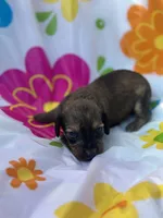 Willow , a female Miniature Dachshund for sale in Ava, MO – 3 of 4