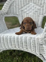 Mickey , a male Miniature Dachshund for sale in Ava, MO – Photo 4 of 7