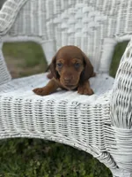 Mickey , a male Miniature Dachshund for sale in Ava, MO – Photo 5 of 7