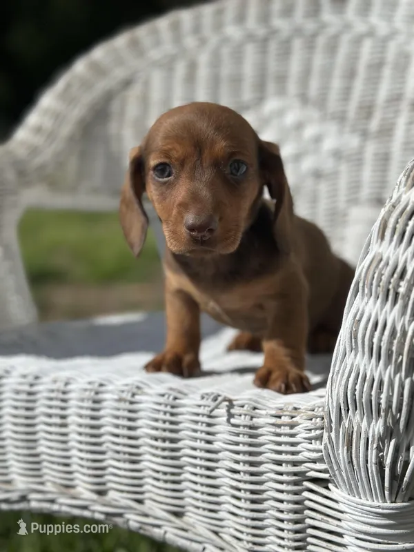 Mickey  – Miniature Dachshund puppy for sale in Ava, MO