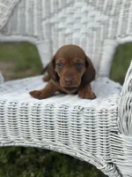 Mickey , a male Miniature Dachshund for sale in Ava, MO – Photo 2 of 7