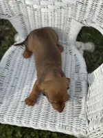 Mickey , a male Miniature Dachshund for sale in Ava, MO – Photo 6 of 7