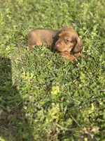Mickey , a male Miniature Dachshund for sale in Ava, MO – Photo 7 of 7