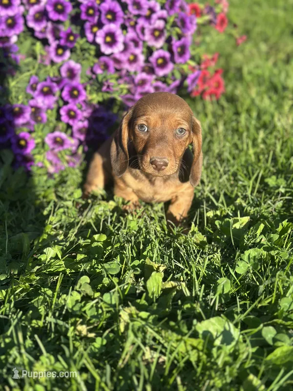 Mickey  – Miniature Dachshund puppy for sale in Ava, MO