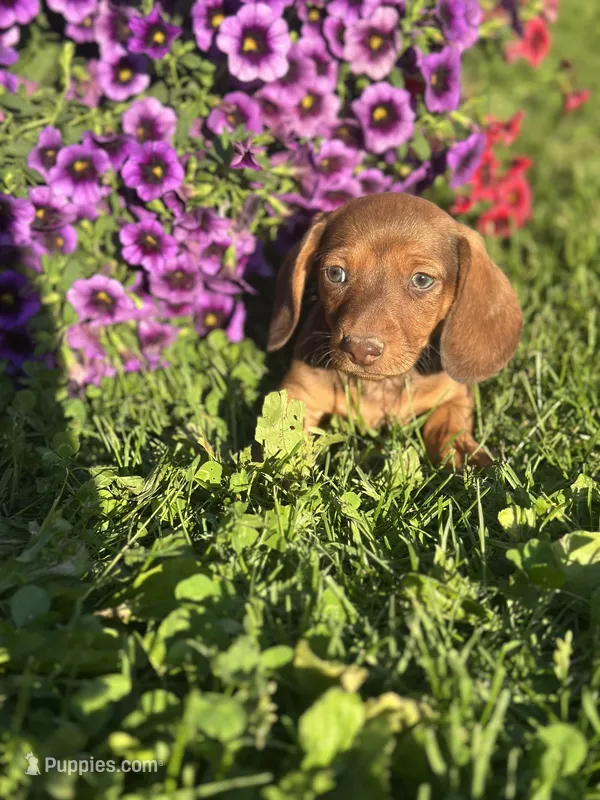 Mickey  – Miniature Dachshund puppy for sale in Ava, MO