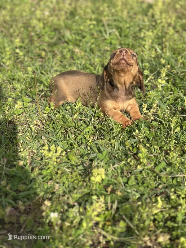 Mickey  – Miniature Dachshund puppy for sale in Ava, MO