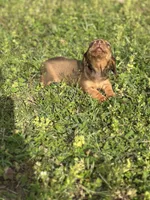 Mickey , a male Miniature Dachshund for sale in Ava, MO – Photo 1 of 7