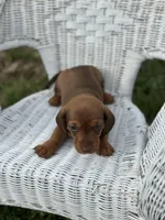 Mickey , a male Miniature Dachshund for sale in Ava, MO – Photo 3 of 7