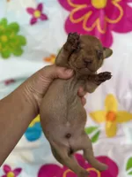 Duke, a male Miniature Dachshund for sale in Ava, MO – 2 of 6
