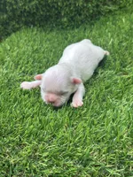 Tanner, a male Shih Tzu for sale in Ava, MO – 9 of 9