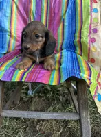 Dolly, a female Miniature Dachshund for sale in Ava, MO – 6 of 6