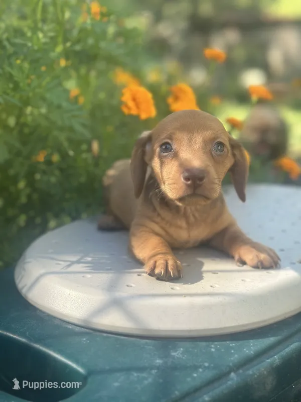 Duke – Miniature Dachshund puppy for sale in Ava, MO