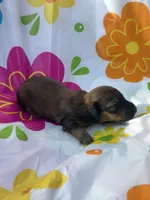 Maple , a female Miniature Dachshund for sale in Ava, MO – 5 of 5