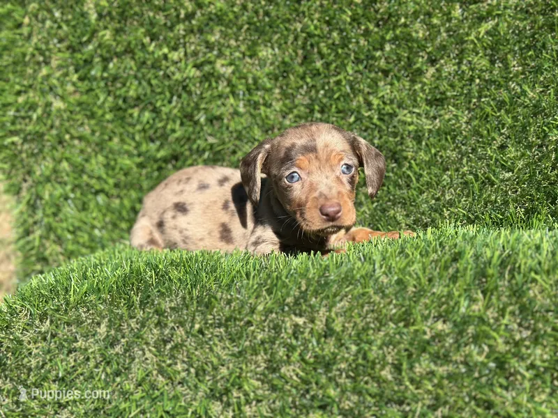 Diamond  – Miniature Dachshund puppy for sale in Ava, MO