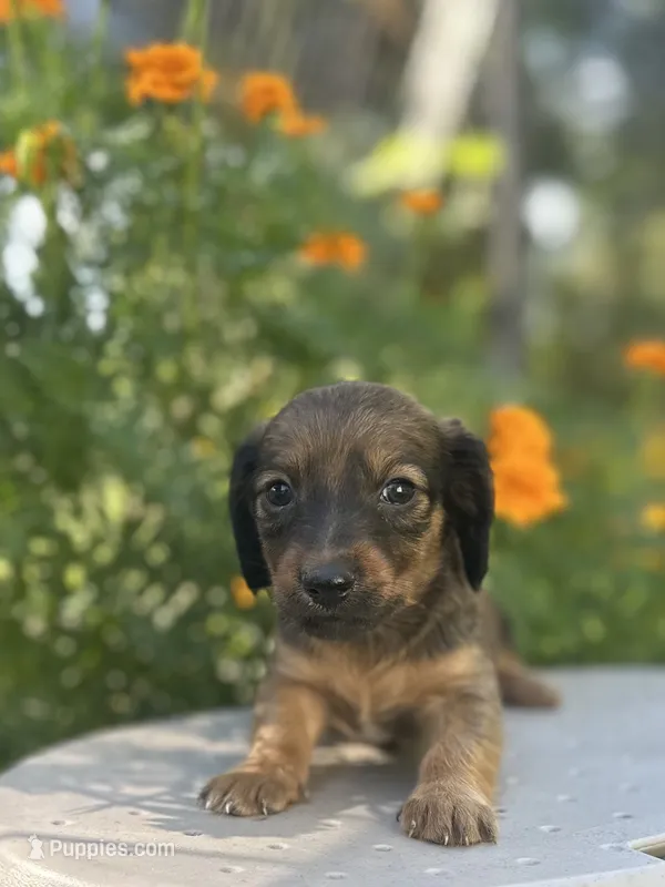 Daisy  – Miniature Dachshund puppy for sale in Ava, MO
