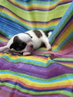 Jesie , a female Shih Tzu for sale in Ava, MO – 2 of 5