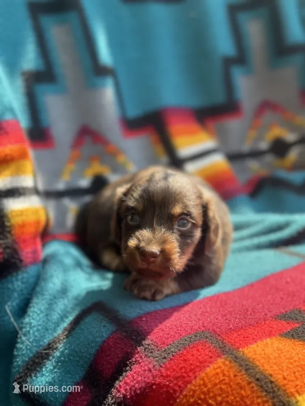 Jesse  – Miniature Dachshund puppy for sale in Ava, MO