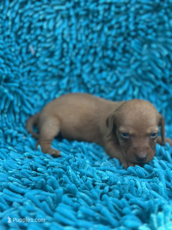 Mae – Miniature Dachshund puppy for sale in Ava, MO