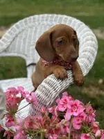 Mickie, a male Miniature Dachshund for sale in Ava, MO – 6 of 6