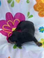 Ginger , a female Miniature Dachshund for sale in Ava, MO – 5 of 5