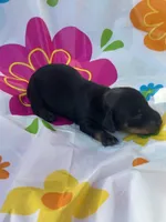 Pepper, a female Miniature Dachshund for sale in Ava, MO – 2 of 3