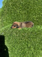 Sissy, a female Miniature Dachshund for sale in Ava, MO – 7 of 7