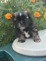 Belle , a female Shih Tzu for sale in Ava, MO – 7 of 10