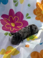 Hollywood, a male Miniature Dachshund for sale in Ava, MO – 6 of 6