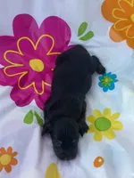 Chestnut , a female Miniature Dachshund for sale in Ava, MO – 4 of 4
