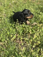 Mini mouse , a female Miniature Dachshund for sale in Ava, MO – Photo 8 of 8