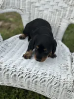 Mini mouse , a female Miniature Dachshund for sale in Ava, MO – Photo 4 of 8