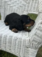 Mini mouse , a female Miniature Dachshund for sale in Ava, MO – Photo 3 of 8