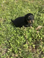 Mini mouse , a female Miniature Dachshund for sale in Ava, MO – Photo 7 of 8
