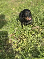 Mini mouse , a female Miniature Dachshund for sale in Ava, MO – Photo 1 of 8