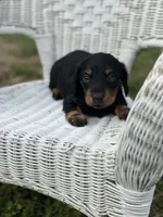 Mini mouse , a female Miniature Dachshund for sale in Ava, MO – Photo 2 of 8