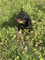 Mini mouse , a female Miniature Dachshund for sale in Ava, MO – Photo 6 of 8