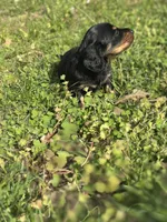 Mini mouse , a female Miniature Dachshund for sale in Ava, MO – Photo 5 of 8