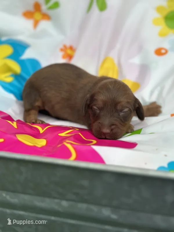 Mizz – Miniature Dachshund puppy for sale in Ava, MO