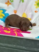 Mizz, a female Miniature Dachshund for sale in Ava, MO – 1 of 6