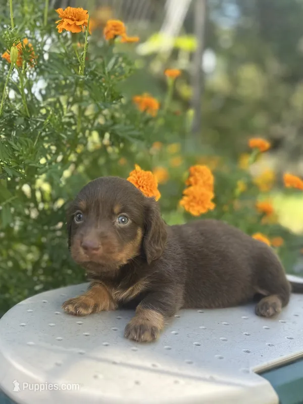 Jesse  – Miniature Dachshund puppy for sale in Ava, MO