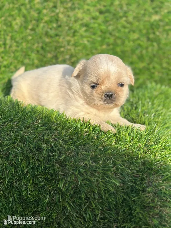 Snowhite  – Shih Tzu puppy for sale in Ava, MO