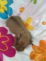 Duke, a male Miniature Dachshund for sale in Ava, MO – 3 of 6