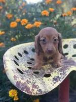 Myrtle , a female Miniature Dachshund for sale in Ava, MO – 4 of 5