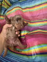 Diamond , a female Miniature Dachshund for sale in Ava, MO – 3 of 6
