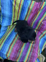 Magnolia , a female Miniature Dachshund for sale in Ava, MO – 5 of 6