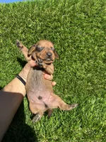Simon, a male Miniature Dachshund for sale in Ava, MO – 4 of 7